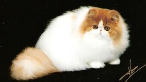 jenis warna kucing persia dua warna