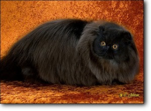 jenis warna kucing persia hitam