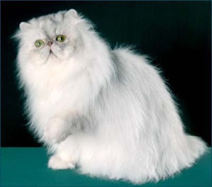 jenis warna kucing persia perak silver