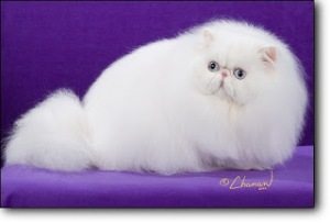 jenis warna kucing persia putih
